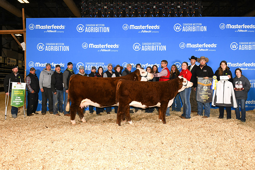 Hereford cow